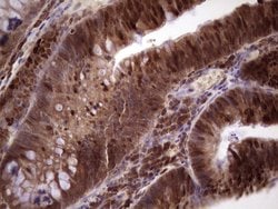 MCM2 Monoclonal Antibody (OTI4C9), TrueMAB , OriGene:Antibodies:Primary