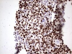 MCM2 Mouse anti-Human, Clone: OTI8A11, lyophilized, TrueMAB 100 &mu;g | Buy Online | Origene Technologies | Fisher Scientific