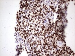 MCM2 Monoclonal Antibody (OTI8A11), TrueMAB , OriGene 100 &mu;L; Unconjugated:Antibodies,
