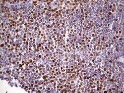 MCM2 Monoclonal Antibody (OTI8A11), TrueMAB , OriGene 100 &mu;L; Unconjugated:Antibodies,