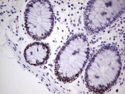 MCM2 Monoclonal Antibody (OTI8A11), TrueMAB , OriGene 100 &mu;L; Unconjugated:Antibodies,