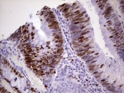 MCM2 Monoclonal Antibody (OTI8A11), TrueMAB , OriGene 100 &mu;L; Unconjugated:Antibodies,