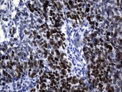 MCM2 Mouse anti-Human, Clone: UMAB238, liquid, UltraMAB 100 &mu;L; Unconjugated:Antibodies,