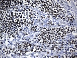 MCM2 Mouse anti-Human, Clone: UMAB238, liquid, UltraMAB 100 &mu;L; Unconjugated:Antibodies,