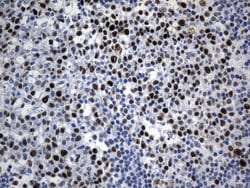 MCM2 Mouse anti-Human, Clone: UMAB238, liquid, UltraMAB 100 &mu;L; Unconjugated:Antibodies,