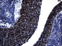 MCM2 Mouse anti-Human, Clone: UMAB238, liquid, UltraMAB 100 &mu;L; Unconjugated:Antibodies,
