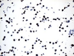 MCM2 Mouse anti-Human, Clone: UMAB238, liquid, UltraMAB 100 &mu;L; Unconjugated:Antibodies,