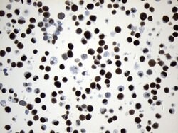 MCM2 Mouse anti-Human, Clone: UMAB238, liquid, UltraMAB 100 &mu;L; Unconjugated:Antibodies,