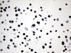 MCM2 Mouse anti-Human, Clone: UMAB238, liquid, UltraMAB 100 &mu;L; Unconjugated:Antibodies,