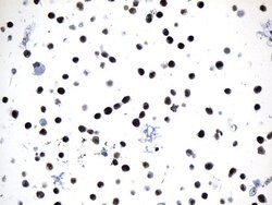 MCM2 Mouse anti-Human, Clone: UMAB238, liquid, UltraMAB 100 &mu;L; Unconjugated:Antibodies,