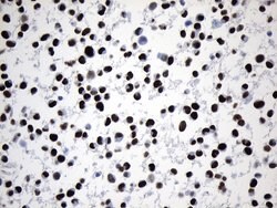 MCM2 Mouse anti-Human, Clone: UMAB238, liquid, UltraMAB 100 &mu;L; Unconjugated:Antibodies,