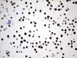 MCM2 Mouse anti-Human, Clone: UMAB238, liquid, UltraMAB 100 &mu;L; Unconjugated:Antibodies,