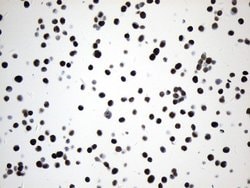 MCM2 Mouse anti-Human, Clone: UMAB238, liquid, UltraMAB 100 &mu;L; Unconjugated:Antibodies,
