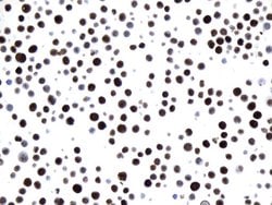 MCM2 Mouse anti-Human, Clone: UMAB238, liquid, UltraMAB 100 &mu;L; Unconjugated:Antibodies,