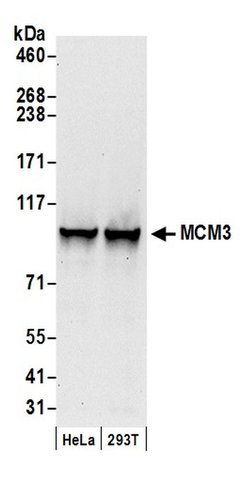 MCM3 Polyclonal Antibody, Bethyl Laboratories 20 &mu;L; Unconjugated:Antibodies,