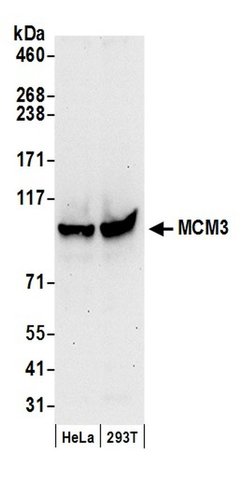 MCM3 Rabbit anti-Human, Polyclonal, Bethyl Laboratories 100 &mu;L; Unconjugated:Antibodies,