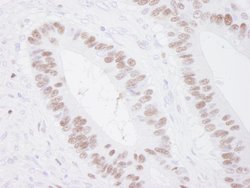 MCM3 Polyclonal Antibody, Bethyl Laboratories:Antibodies:Primary Antibodies
