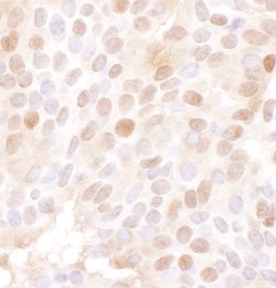 MCM4 Goat anti-Human, Mouse, Polyclonal, Bethyl Laboratories 100 &mu;L;