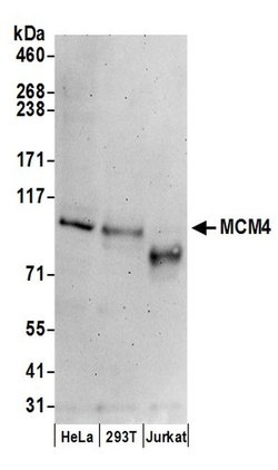 MCM4 Goat anti-Human, Mouse, Polyclonal, Bethyl Laboratories 100 &mu;L;