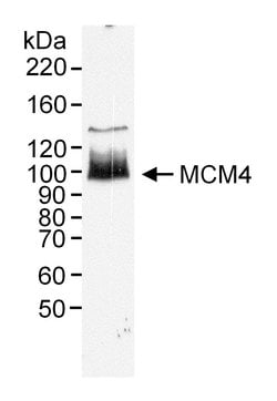 MCM4 Rabbit anti-Human, Mouse, Polyclonal, Bethyl Laboratories 100 &mu;L;