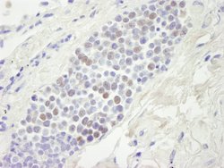MCM4 Polyclonal Antibody, Bethyl Laboratories 100 &mu;L; Unconjugated:Antibodies,