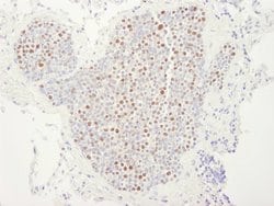 MCM4 Polyclonal Antibody, Bethyl Laboratories 10 &mu;L; Unconjugated:Antibodies,