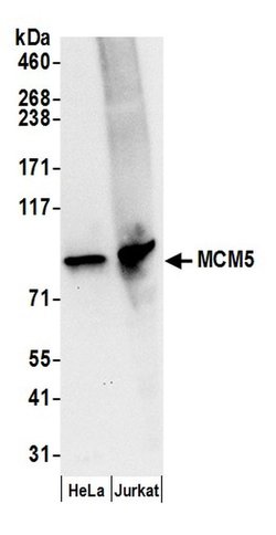 MCM5 Rabbit anti-Human, Mouse, Polyclonal, Bethyl Laboratories 100 &mu;L;