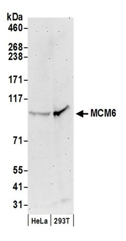 MCM6 Goat anti-Human, Polyclonal, Bethyl Laboratories 100 &mu;l; Unlabeled:Antibodies,