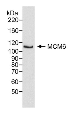 MCM6 Polyclonal Antibody, Bethyl Laboratories:Antibodies:Primary Antibodies