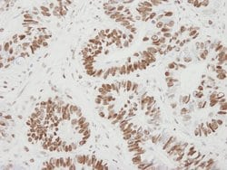 MCM6 Polyclonal Antibody, Bethyl Laboratories:Antibodies:Primary Antibodies