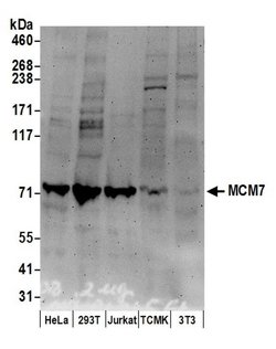 MCM7 Goat anti-Human, Mouse, Polyclonal, Bethyl Laboratories 100 &mu;L;
