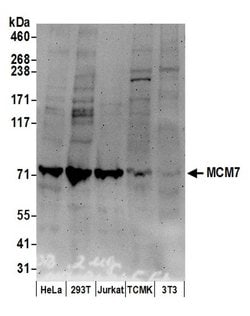 MCM7 Polyclonal Antibody, Bethyl Laboratories 20 &mu;L; Unconjugated:Antibodies,