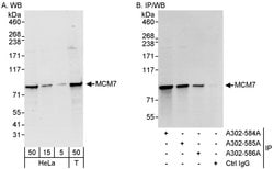 MCM7 Rabbit anti-Human, Polyclonal, Bethyl Laboratories 100 &mu;L; Unconjugated:Antibodies,