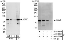 MCM7 Rabbit anti-Human, Polyclonal, Bethyl Laboratories 100 &mu;L; Unconjugated:Antibodies,