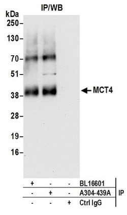 MCT4 Rabbit anti-Human, Polyclonal, Bethyl Laboratories 100 &mu;L; Unconjugated:Antibodies,