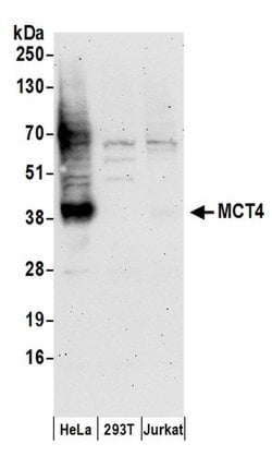 MCT4 Rabbit anti-Human, Polyclonal, Bethyl Laboratories 100 &mu;L; Unconjugated:Antibodies,