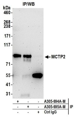MCTP2 Polyclonal Antibody, Bethyl Laboratories:Antibodies:Primary Antibodies