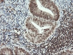 MCTS1 Mouse anti-Human, Clone: OTI2F9, liquid, TrueMAB 100 &mu;L; Unconjugated:Antibodies,