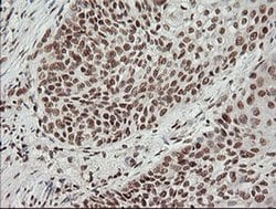 MCTS1 Mouse anti-Human, Clone: OTI2F9, liquid, TrueMAB 100 &mu;L; Unconjugated:Antibodies,