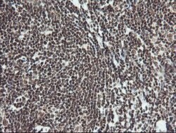 MCTS1 Mouse anti-Human, Clone: OTI2F9, liquid, TrueMAB 100 &mu;L; Unconjugated:Antibodies,