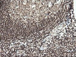 MCTS1 Mouse anti-Human, Clone: OTI2F9, liquid, TrueMAB 100 &mu;L; Unconjugated:Antibodies,