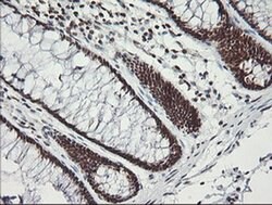 MCTS1 Mouse anti-Human, Clone: OTI2F9, liquid, TrueMAB 100 &mu;L; Unconjugated:Antibodies,