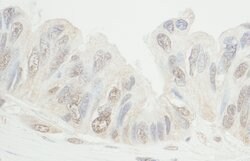 MDC1 Rabbit anti-Human, Polyclonal, Bethyl Laboratories 100 &mu;L; Unconjugated:Antibodies,