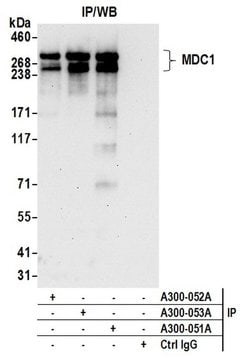 MDC1 Rabbit anti-Human, Polyclonal, Bethyl Laboratories 100 &mu;L; Unconjugated:Antibodies,