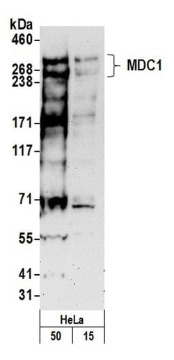 MDC1 Polyclonal Antibody, Bethyl Laboratories 20 &mu;L; Unconjugated:Antibodies,