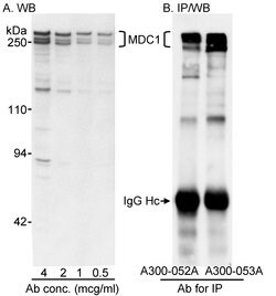 MDC1 Rabbit anti-Human, Polyclonal, Bethyl Laboratories 100 &mu;L; Unconjugated:Antibodies,