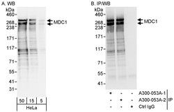 MDC1 Rabbit anti-Human, Polyclonal, Bethyl Laboratories 100 &mu;L; Unconjugated:Antibodies,