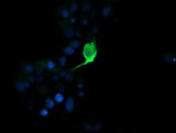 MDM4 Monoclonal Antibody (OTI1D11), TrueMAB , OriGene:Antibodies:Primary