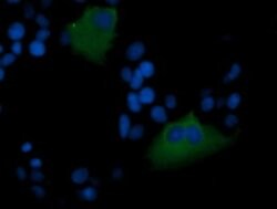 MDM4 Monoclonal Antibody (OTI3B9), TrueMAB , OriGene 100 &mu;L; Unconjugated:Antibodies,