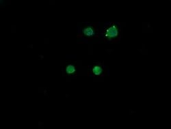 MDM4 Mouse anti-Human, Clone: OTI3A6, lyophilized, TrueMAB 100 &mu;g; Unconjugated:Antibodies,